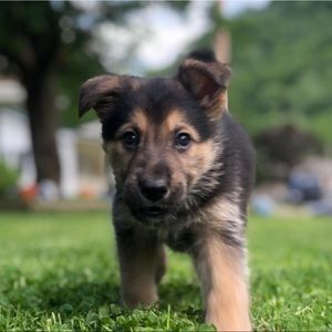 Meet your Posher, Ian